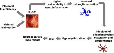 Modulating the Oxytocin System During the Perinatal Period: A New Strategy for Neuroprotection of the Immature Brain?